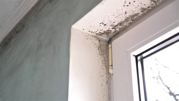 Best Post-Construction Mold Inspection  in Tracy, MN