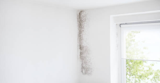 Best Water Damage & Mold Remediation  in Tracy, MN