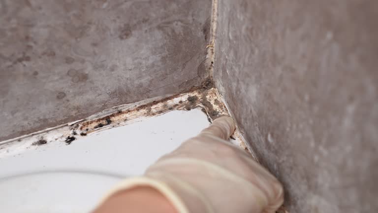 Best Asbestos and Lead Testing During Mold Inspection  in Tracy, MN